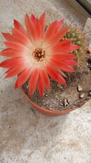 101 295 - Flori cactusi 2017