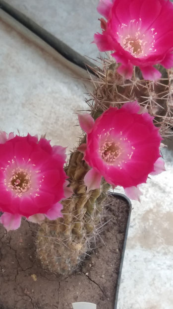 101 296 - Flori cactusi 2017