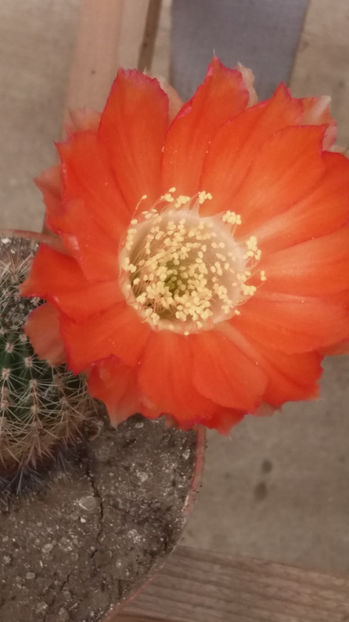 101 297 - Flori cactusi 2017