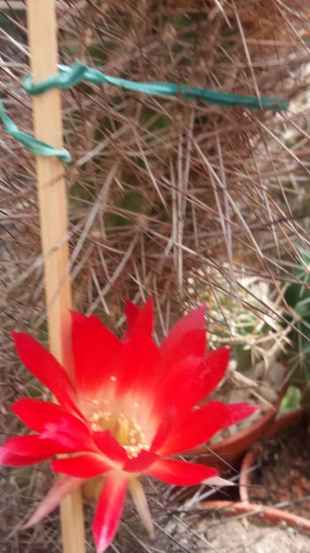 101 298 - Flori cactusi 2017