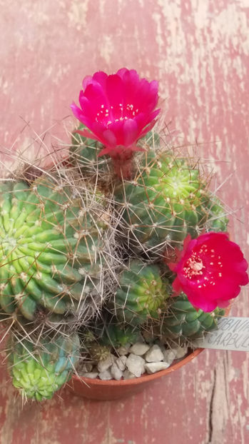 101 299 - Flori cactusi 2017