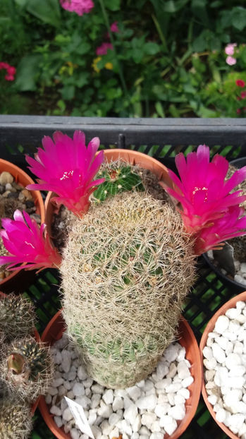 101 308 - Flori cactusi 2017