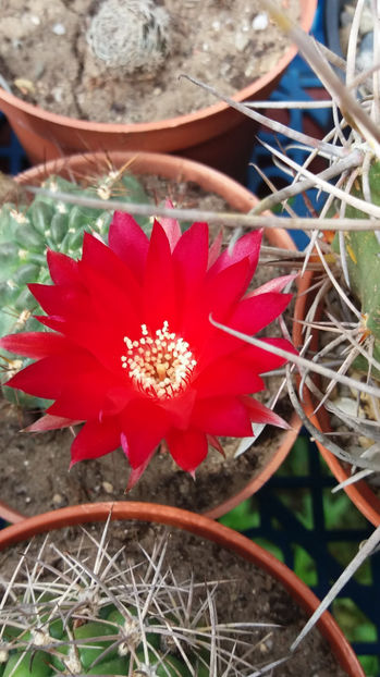 101 309 - Flori cactusi 2017