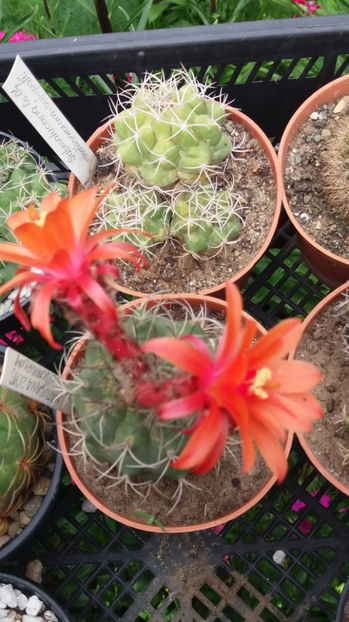 101 310 - Flori cactusi 2017