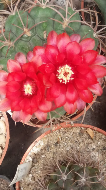 101 321 - Flori cactusi 2017