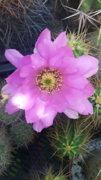 101 324 - Flori cactusi 2017