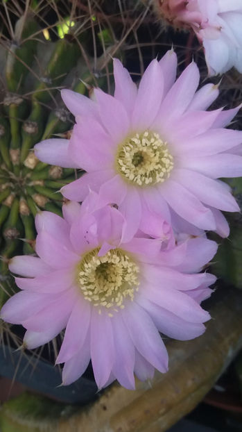 101 325 - Flori cactusi 2017