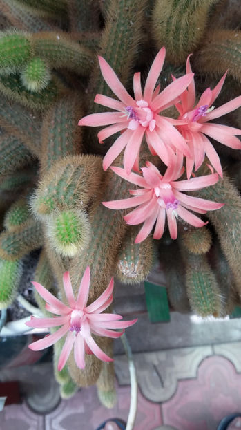 101 328 - Flori cactusi 2017