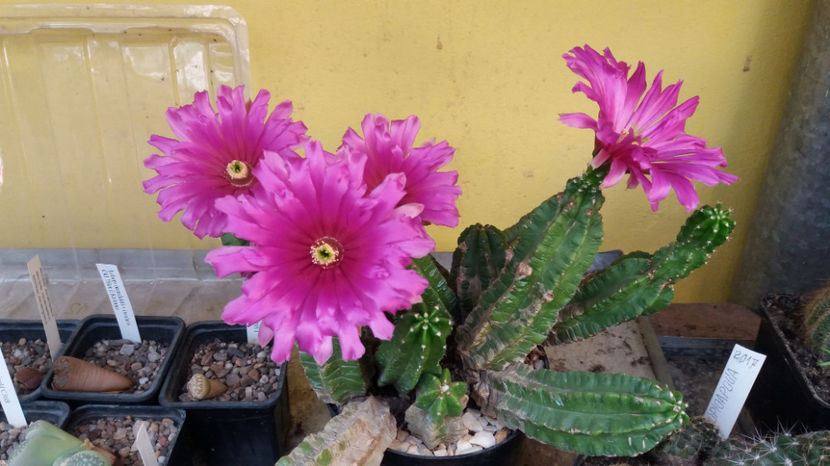 101 329 - Flori cactusi 2017