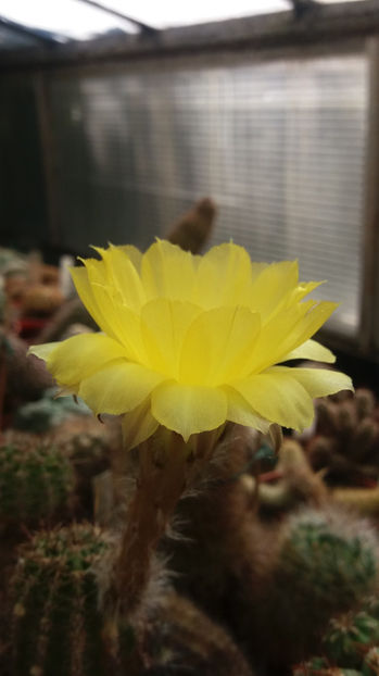 101 338 - Flori cactusi 2017