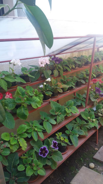 101 377 - GLOXINII 2017