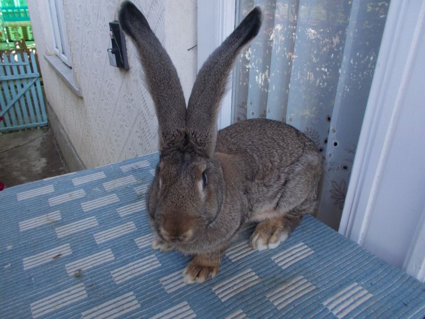 RO126-1750 - FEMELA 1 95-5 P