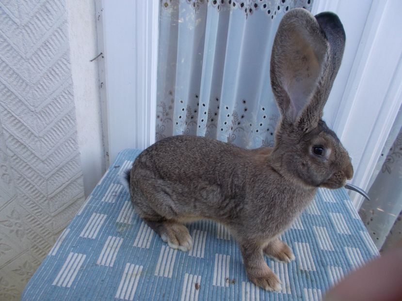 RO126-1750 - FEMELA 1 95-5 P