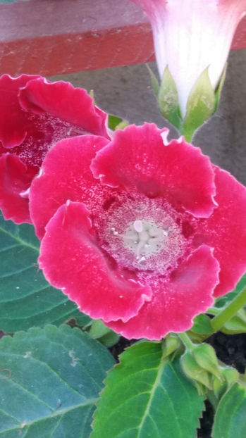 101 340 - GLOXINII 2017