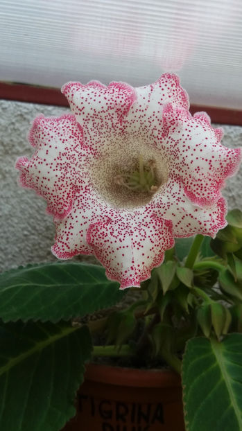 101 341 - GLOXINII 2017