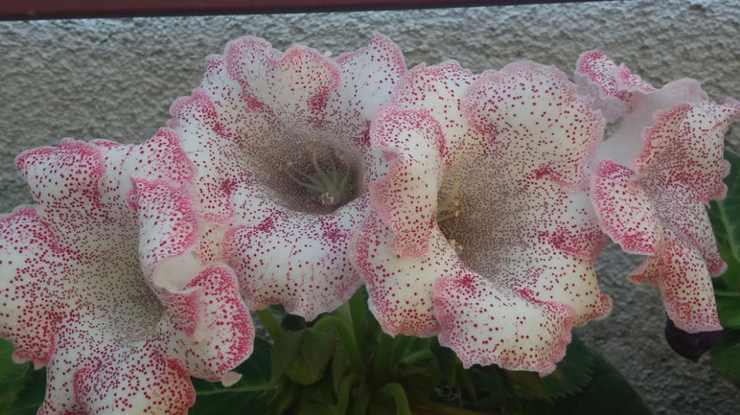 101 374 - GLOXINII 2017