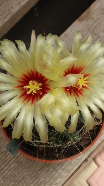 101 352 - Flori cactusi 2017