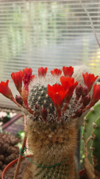101 353 - Flori cactusi 2017