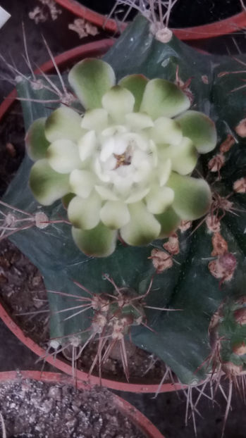101 356 - Flori cactusi 2017