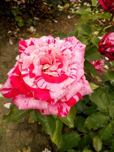  - 0 TRANDAFIRI DIMOV 2017