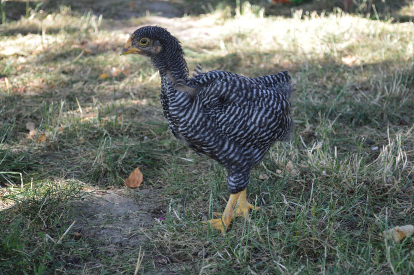  - PLYMOUTH ROCKS 2017