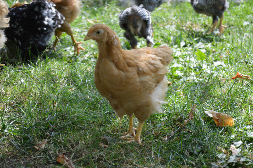  - PLYMOUTH ROCKS 2017