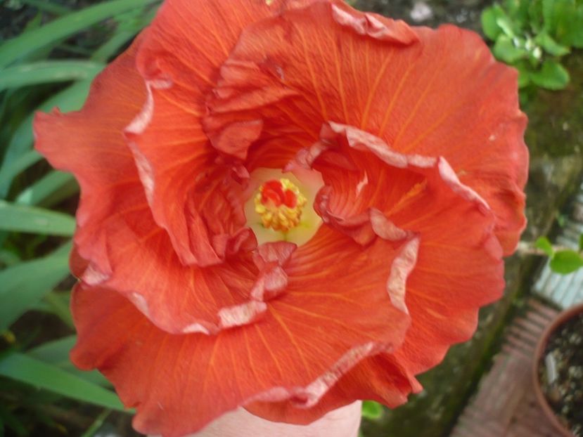 25.06.2017 - HIBISCUSI 2017-2