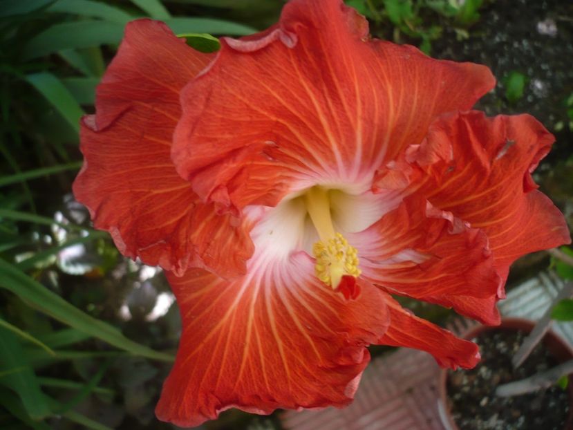 P1330168 - HIBISCUSI 2017-2