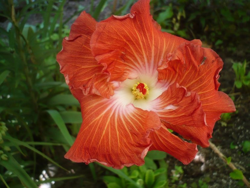 P1330169 - HIBISCUSI 2017-2