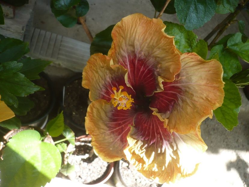 P1330170 - HIBISCUSI 2017-2