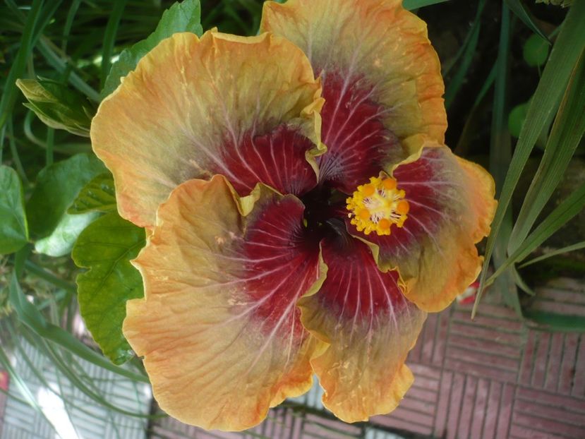 P1330171 - HIBISCUSI 2017-2