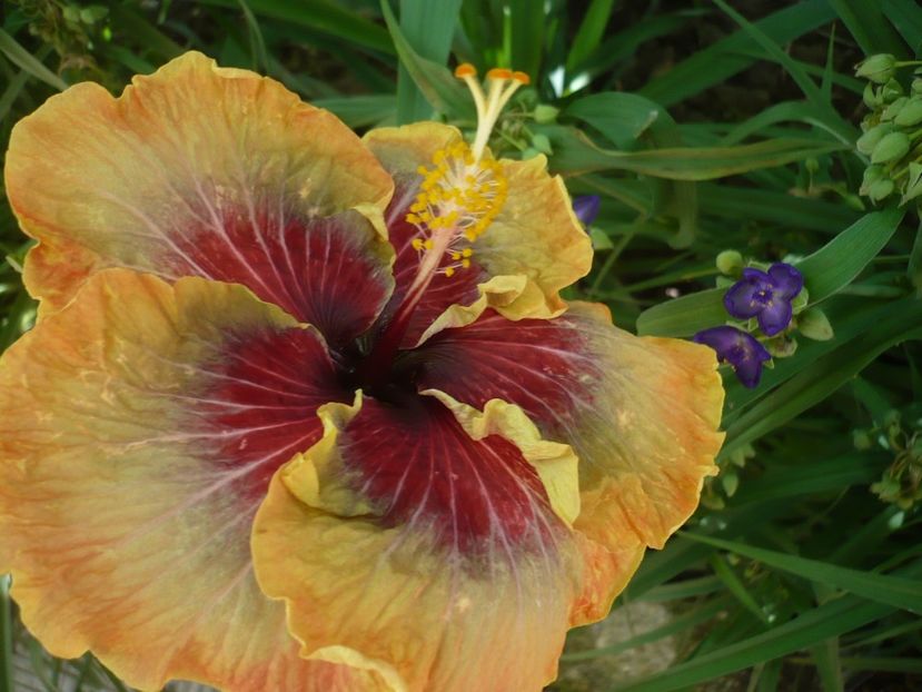 P1330172 - HIBISCUSI 2017-2