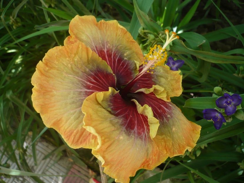 P1330173 - HIBISCUSI 2017-2