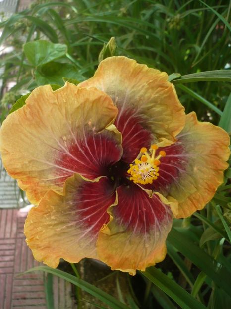 P1330174 - HIBISCUSI 2017-2