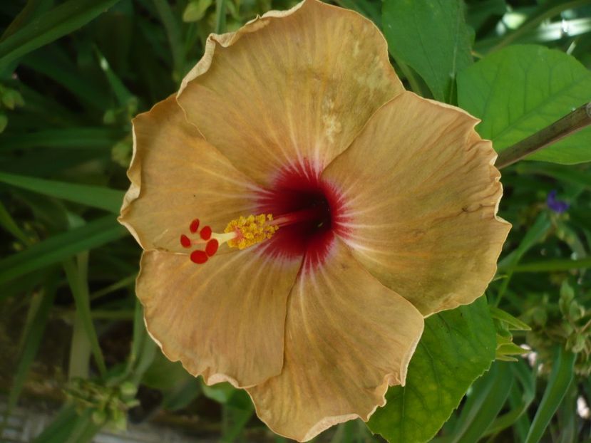 P1330175 - HIBISCUSI 2017-2