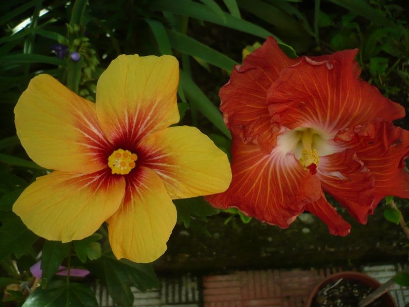 P1330180 - HIBISCUSI 2017-2