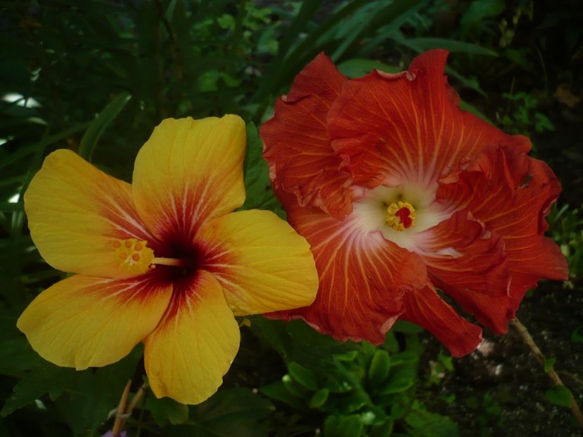 P1330181 - HIBISCUSI 2017-2