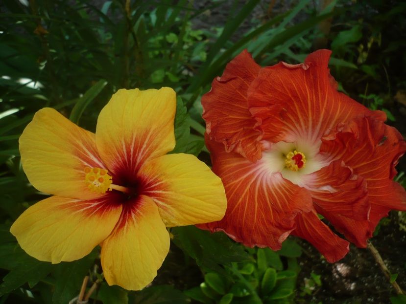 P1330182 - HIBISCUSI 2017-2