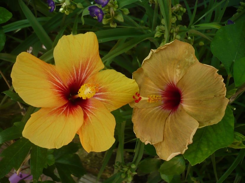 P1330183 - HIBISCUSI 2017-2