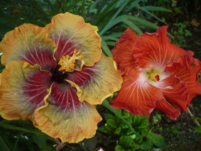 P1330186 - HIBISCUSI 2017-2