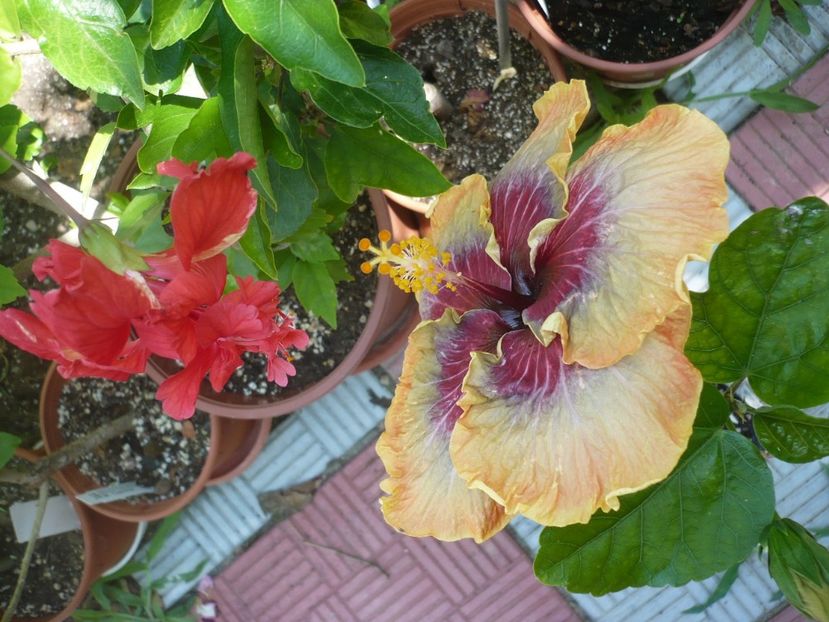 P1330190 - HIBISCUSI 2017-2