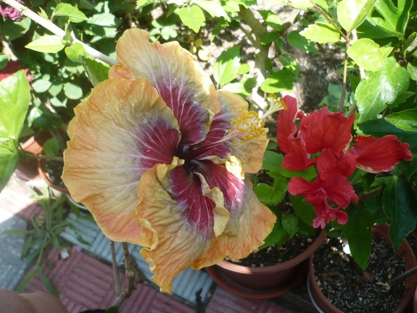 P1330191 - HIBISCUSI 2017-2