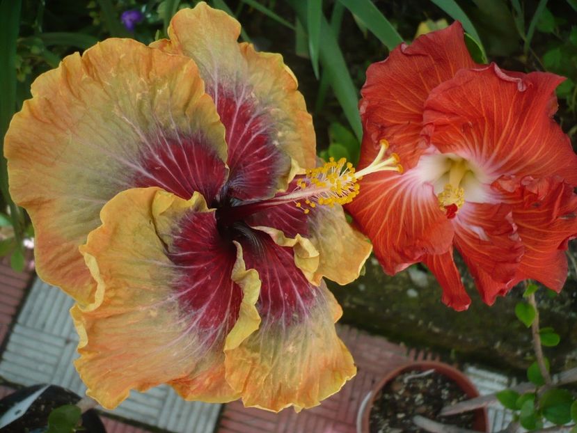 P1330193 - HIBISCUSI 2017-2