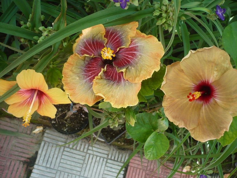 P1330194 - HIBISCUSI 2017-2