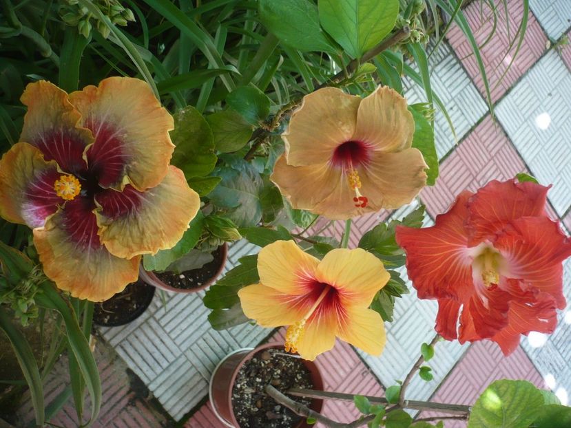 P1330198 - HIBISCUSI 2017-2