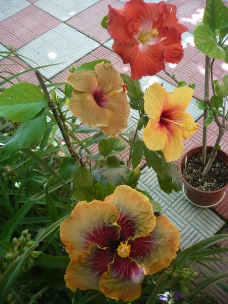 P1330199 - HIBISCUSI 2017-2