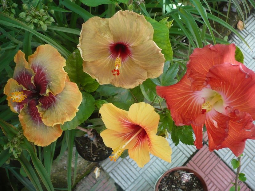 P1330200 - HIBISCUSI 2017-2