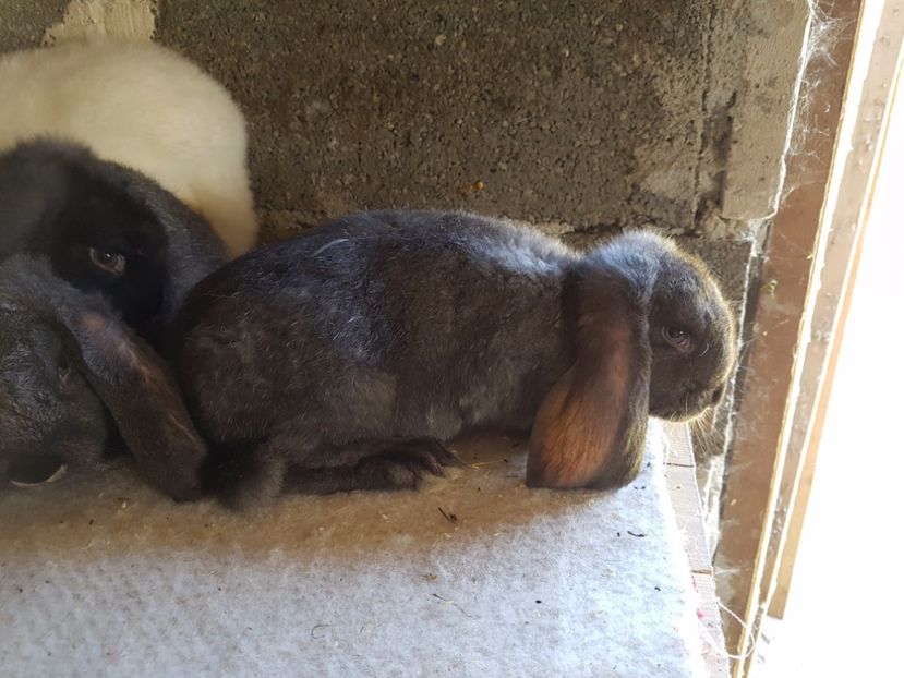  - Cuib din 21 04 2017