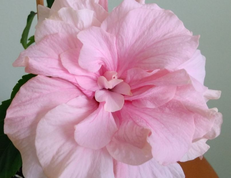  - Clasic dublu - roz pal