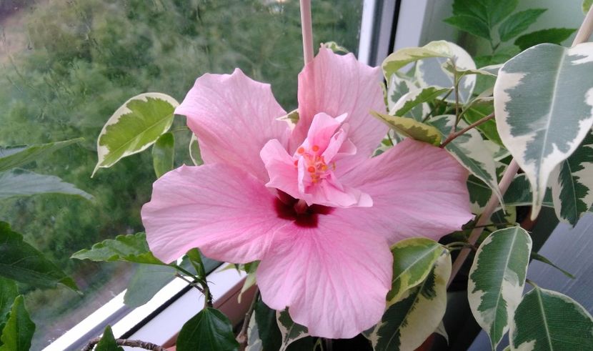  - Clasic simplu - roz pal